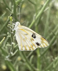 Pontia glauconome