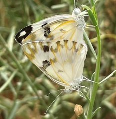 Pontia glauconome