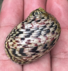Nerita peloronta