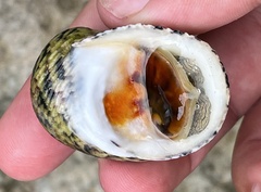 Nerita peloronta