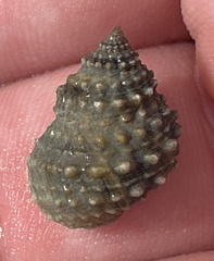 Echinolittorina tuberculata