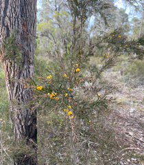 Bossiaea linophylla