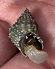 Echinolittorina tuberculata