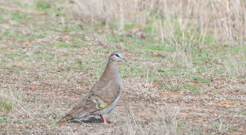 Phaps elegans