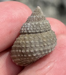 Cenchritis muricatus