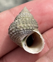 Cenchritis muricatus