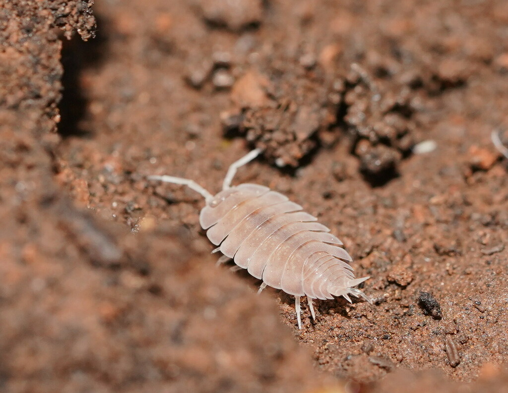 Hanoniscus