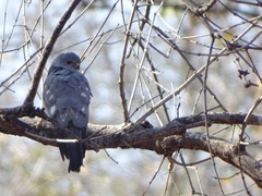 Accipiter minullus