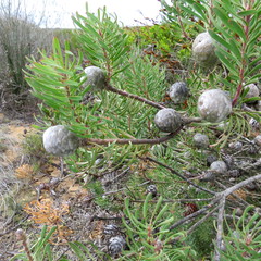 Leucadendron galpinii
