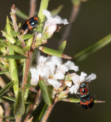 Dicranolaius bellulus