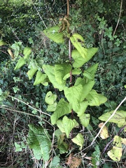 Scrophularia auriculata