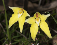 Caladenia flava