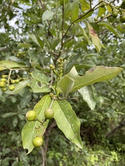 Bunchosia canescens