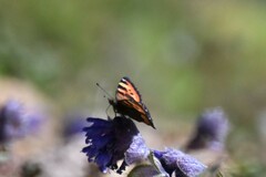Aglais ladakensis