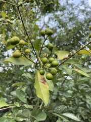 Bunchosia canescens