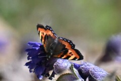 Aglais ladakensis