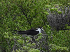 Onychoprion fuscatus