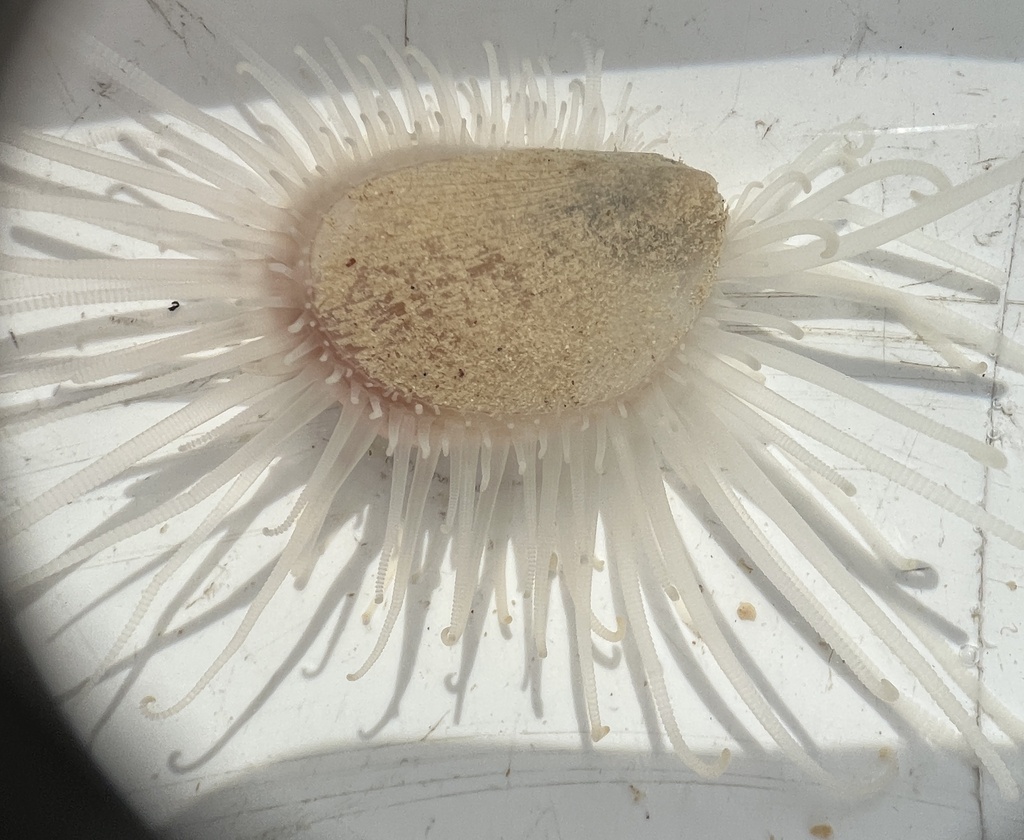 Antillean Fileclam