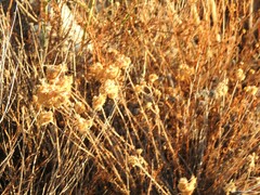 Helichrysum stoechas