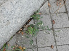 Heliotropium europaeum