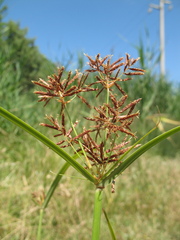 Cyperus longus