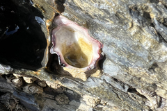 Saccostrea glomerata