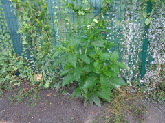 Phytolacca americana