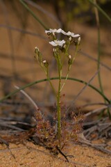 Drosera humilis