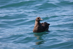 Stercorarius antarcticus