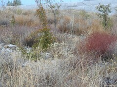 Helichrysum stoechas