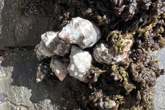 Echinolittorina pascua