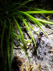 Camponotus intrepidus