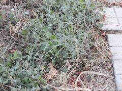 Rumex induratus