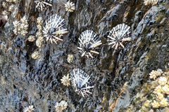 Siphonaria laciniosa