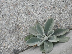 Verbascum pulverulentum