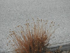 Santolina rosmarinifolia