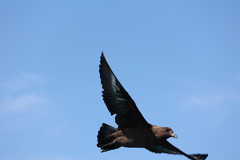 Stercorarius antarcticus