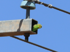 Melopsittacus undulatus