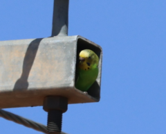 Melopsittacus undulatus