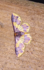Lophosis labeculata