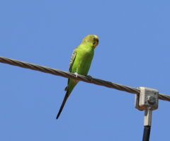 Melopsittacus undulatus
