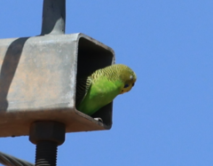Melopsittacus undulatus