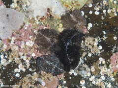 Thysanozoon brocchii