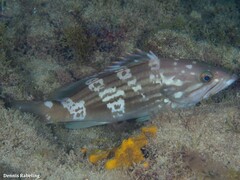 Epinephelus costae
