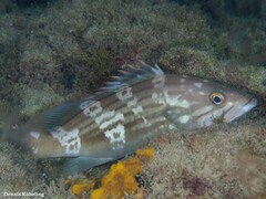 Epinephelus costae