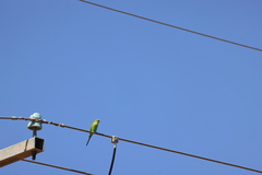 Melopsittacus undulatus