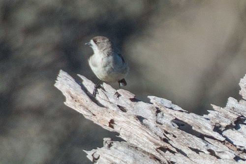 Aphelocephala leucopsis