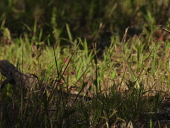 Pogona barbata