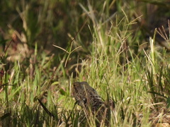 Pogona barbata