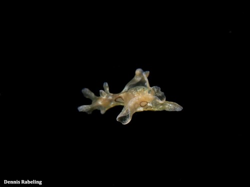 spotted seahare